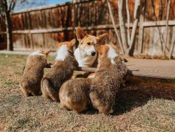 Stunning Corgi puppies looking for New Homes