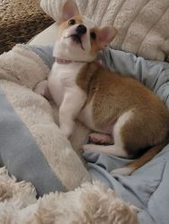 Sweet 9-Week-Old Chi-Corgi Puppy Seeking a Forever Home – Playful, Fem