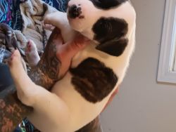Puppies for sell mother is a corgi yellowlab and dad is anerican boxer