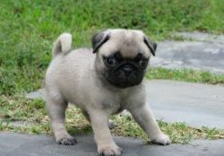 Sweet Pug Puppies Now Ready