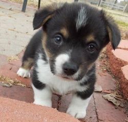 Corgi Pups For xxx) xxx-xxx0 Adoption