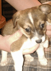 Corgi puppy (non registered)
