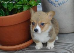 Your Corgi puppy is waiting for you