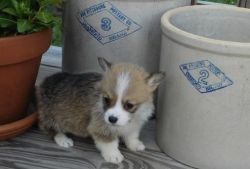 Adorable Corgi puppy for sale