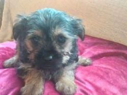 Gorgeous Chorkie for lovely homes
