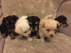 chokie cute pups for lovely homes