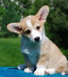 cute corgi puppy available for lovely homes
