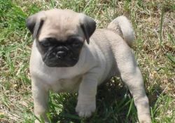 amazing pug puppies for lovely homes