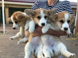 Corgi puppies for sale