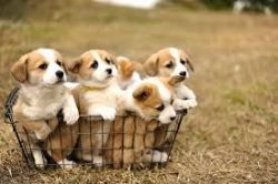 cute corgi puppies for sale