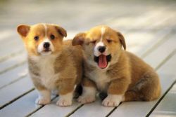 wonderful corgi puppies for adoption..