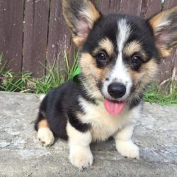 cute lovely corgi puppies for adoption