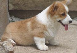 Promising Corgi puppies available now for sale