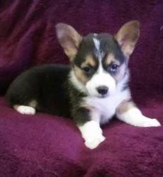 Corgi Puppies Available Now