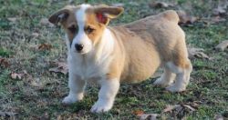 Handsome , Red & White, Male and Female Pembroke Welsh Corgi Puppies