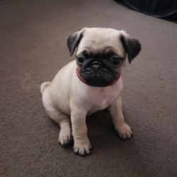 Lovely male and female pug puppies for sale online Beautiful Corgi p