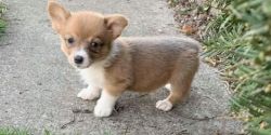 absolutely outstanding Pembroke Welsh Corgi puppies