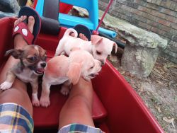 3 corgi puppies for sale