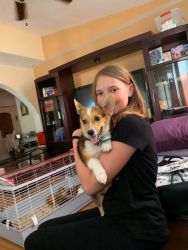 Need to sell our Corgi puppy