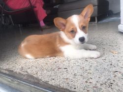 Male Welsh Corgi for sale. 2 month old. $800