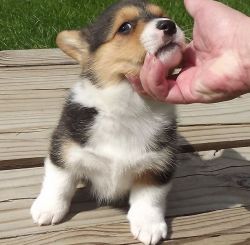 lovely Corgi pupies for sale