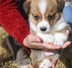 lovely Corgi pupies for free