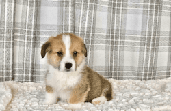 corgi puppy for sale