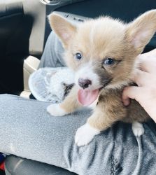 12 Week Old Corgi Puppy for sale