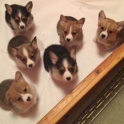 Outstanding Male and Female Corgi puppies