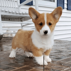 Corgi puppies for rehoming