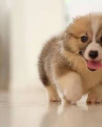 AKC Corgi Puppy For Adoption