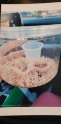 Albino Corn Snake W/ Enclosure
