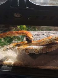 Selling Corn snakes