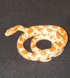 Two male corn snakes one Creamsicle and one Hypo-Amelanistic $100 ap