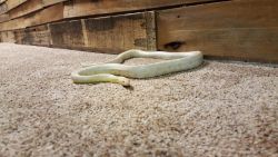 Snow Corn Snake