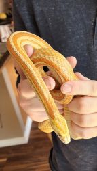 Albino Tessera Corn Snake