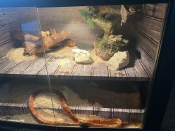 5ft corn snake. Roughly 10 years old