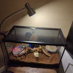 Corn Snake with Tank & Accessories