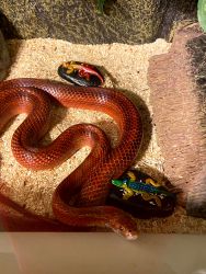 Rare blood red corn snake