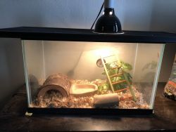 Corn Snake and Enclosure for sale!
