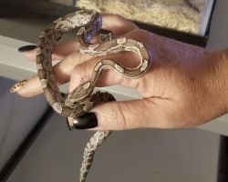 Exotic corn snakes tank and accessories