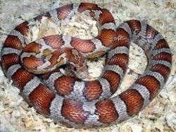 Assorted Corn Snakes