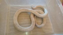 cornsnake available for sale