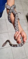 Brown/grey corn snake with terrarium for sale