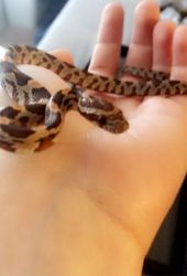 Sweet and beautiful baby corn snake