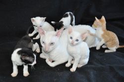 Beautiful Cornish Rex Kittens Available