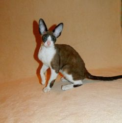 Adorable Cornish Rex kittens ready for sale
