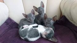Gorgeous Cornish Rex Kittens for sale