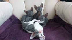Cute Cornish Rex Kittens for sale