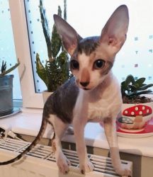 Adorable Cornish Rex Kitten For Sale